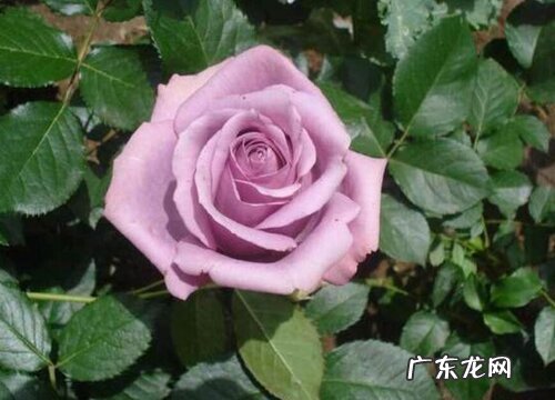 常见紫色玫瑰花品种名称及图片 紫色玫瑰叫什么名字