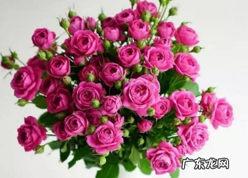 常见紫色玫瑰花品种名称及图片 紫色玫瑰叫什么名字