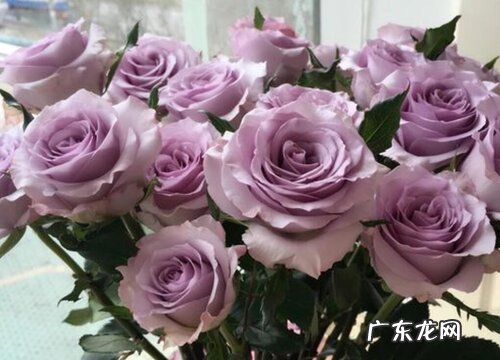 常见紫色玫瑰花品种名称及图片 紫色玫瑰叫什么名字