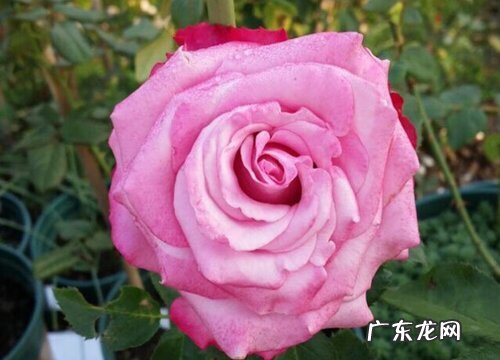 常见紫色玫瑰花品种名称及图片 紫色玫瑰叫什么名字