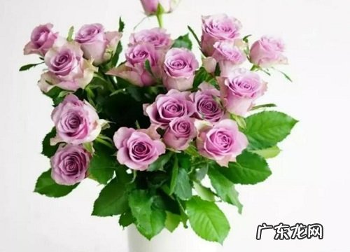 常见紫色玫瑰花品种名称及图片 紫色玫瑰叫什么名字