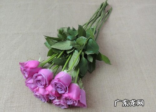 常见紫色玫瑰花品种名称及图片 紫色玫瑰叫什么名字