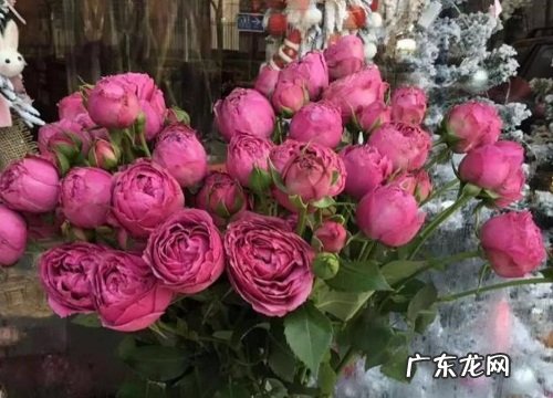 常见紫色玫瑰花品种名称及图片 紫色玫瑰叫什么名字