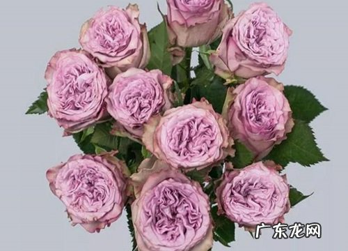常见紫色玫瑰花品种名称及图片 紫色玫瑰叫什么名字