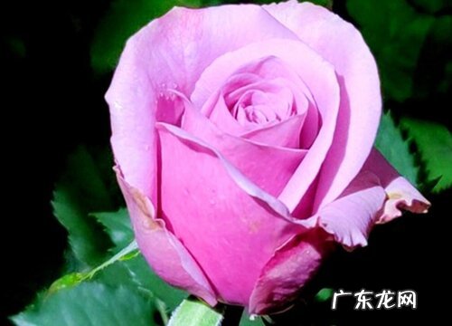 常见紫色玫瑰花品种名称及图片 紫色玫瑰叫什么名字