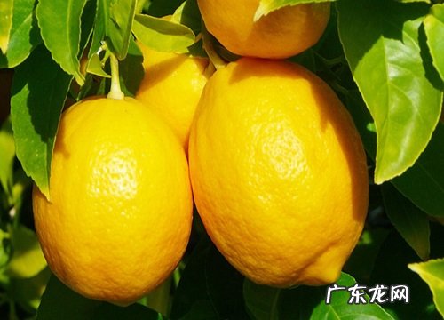 适合春天吃的水果品种 三四月份什么水果是最当季