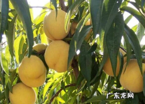 桃香四溢的锦绣黄桃产地产自哪里 锦绣黄桃品种介绍
