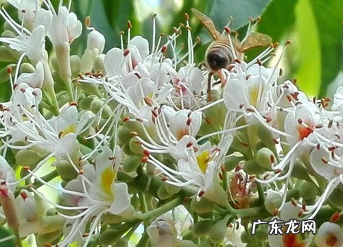 哪个更普遍更优越 自花传粉和异花传粉的区别及异同点