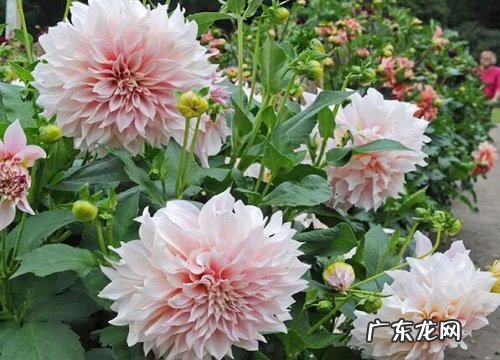 哪个更普遍更优越 自花传粉和异花传粉的区别及异同点