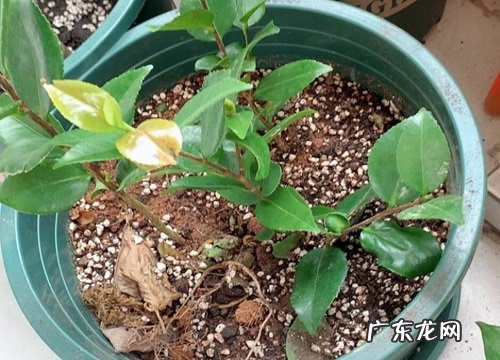 山茶花种子多久发芽