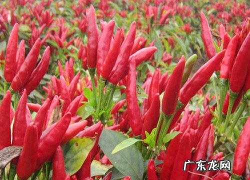 朝天椒喜阴还是喜阳