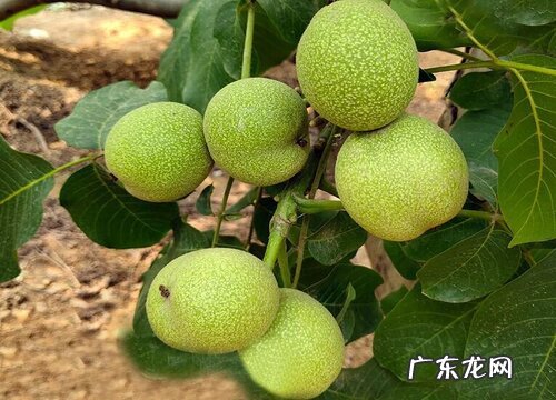 核桃树8518亩产量多少 8518核桃品种介绍