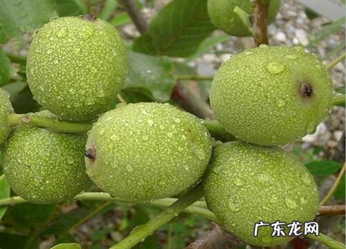 核桃树8518亩产量多少 8518核桃品种介绍