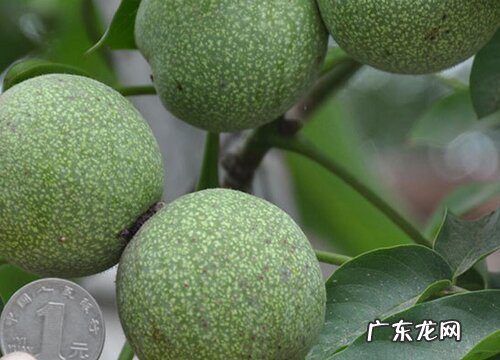 核桃树8518亩产量多少 8518核桃品种介绍