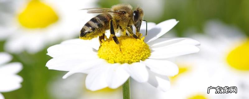 中蜂为什么产大量雄蜂，原因如下