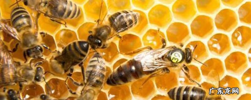 如何刺激中蜂蜂王产卵,详细如下