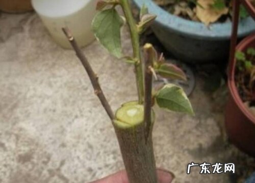 三角梅可以嫁接什么树