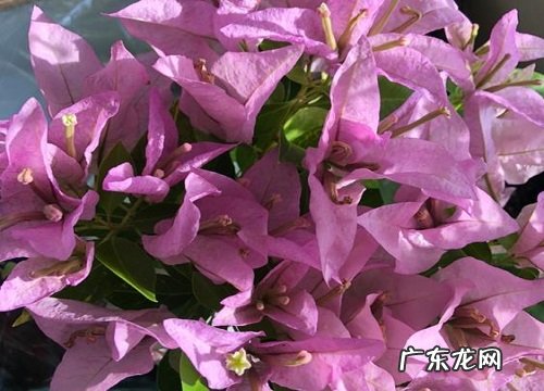 三角梅可以嫁接什么树