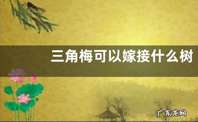 三角梅可以嫁接什么树
