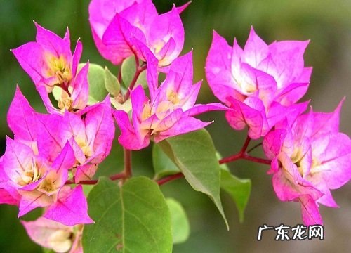 三角梅可以嫁接什么树