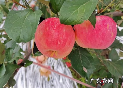 苹果新品种蜜脆几月份成熟期 蜜脆苹果品种介绍