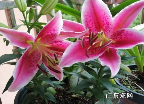 普通朋友的友情送什么花寓意好 代表友谊送什么花好