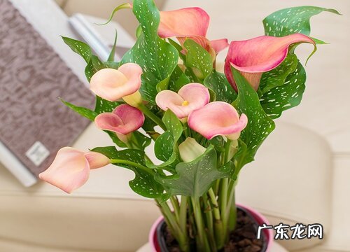 普通朋友的友情送什么花寓意好 代表友谊送什么花好