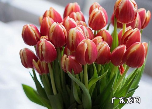 普通朋友的友情送什么花寓意好 代表友谊送什么花好