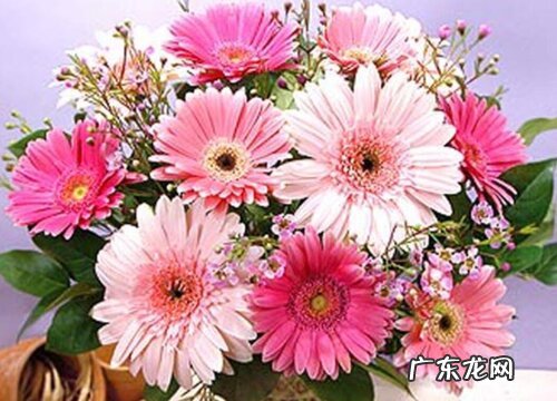 普通朋友的友情送什么花寓意好 代表友谊送什么花好