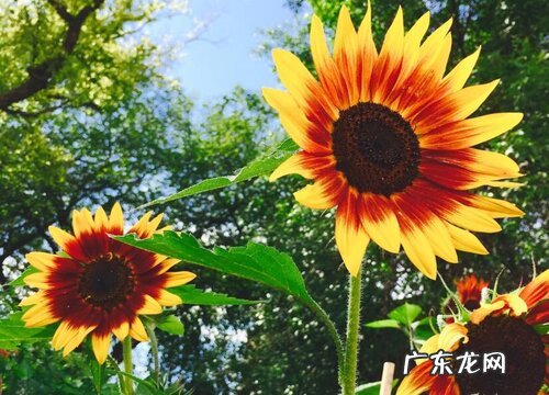 普通朋友的友情送什么花寓意好 代表友谊送什么花好