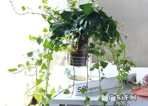 普通朋友的友情送什么花寓意好 代表友谊送什么花好