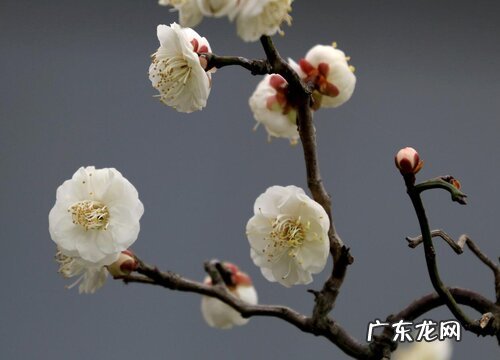 龙游梅花是什么样子的图片 龙游梅是梅中极品吗