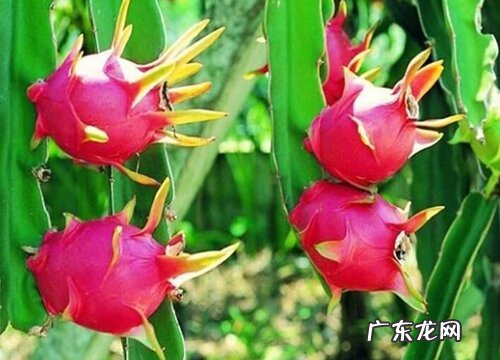 燕窝果比火龙果贵那么多 燕窝果和火龙果有什么区别