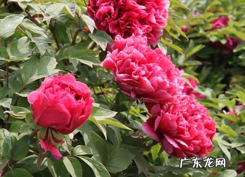 牡丹花的样子,颜色,气味,其他形状特点怎么描写形容