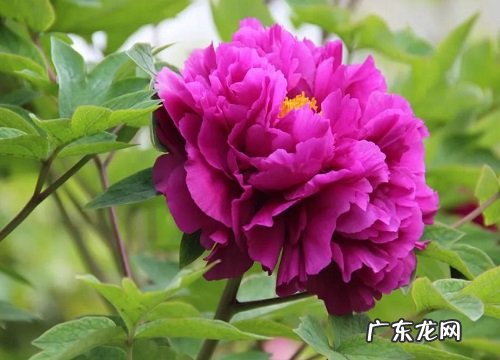 牡丹花的样子,颜色,气味,其他形状特点怎么描写形容