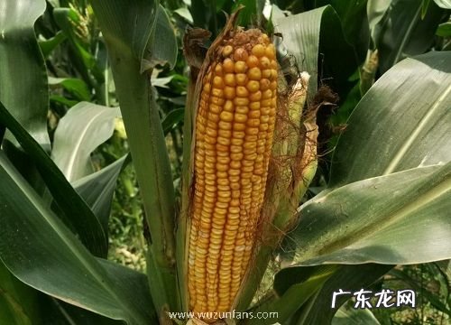 种子审定公告，产量特征特性 联创839玉米品种介绍