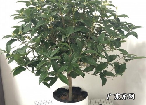 家里可以种桂花吗