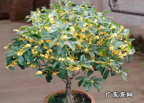 家里可以种桂花吗