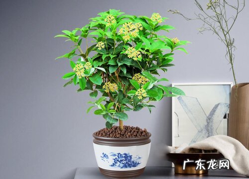 家里可以种桂花吗