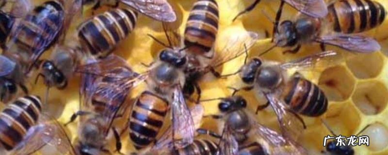 盗蜂的紧急处理办法,附具体方法