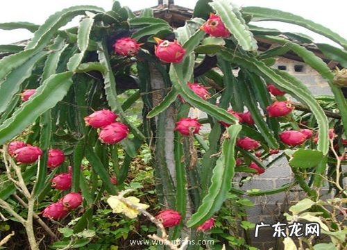 火龙果的叶子像什么形状 样子和特点