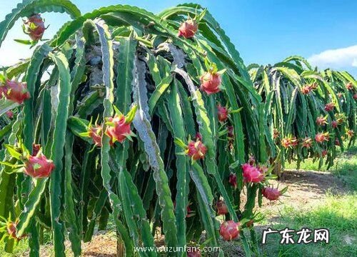 火龙果的叶子像什么形状 样子和特点