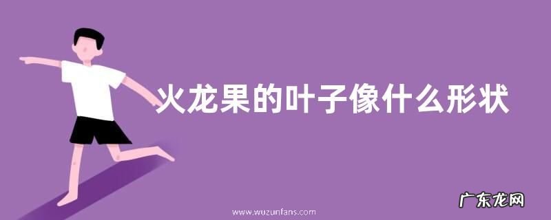 火龙果的叶子像什么形状 样子和特点