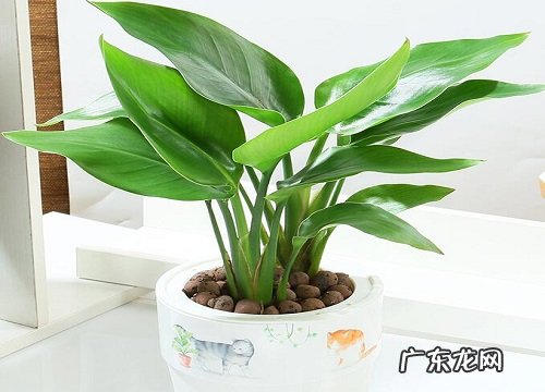 镇宅招财的风水植物 客厅放什么植物旺财而且全家身体好