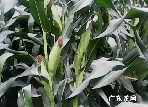 登海618种子产量，品种特征 登海618玉米种简介