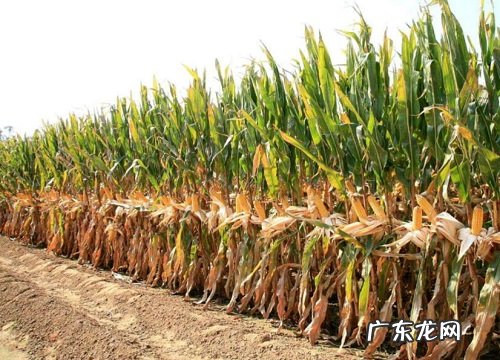 登海618种子产量，品种特征 登海618玉米种简介