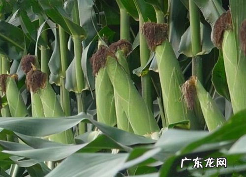 登海618种子产量，品种特征 登海618玉米种简介