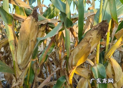 华农玉米种子特征特性说明 华农658玉米品种简介