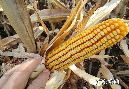 华农玉米种子特征特性说明 华农658玉米品种简介