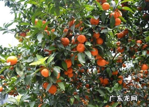 正宗的沙糖桔产地在哪个省 沙糖桔哪里产地最好吃